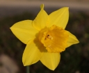 Yellow Daffodil - 26.03.2012